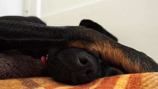 koira, uninen, Sleep, Lemmikkieläimet, eläinten, Söpö, puhdasrotuinen koira