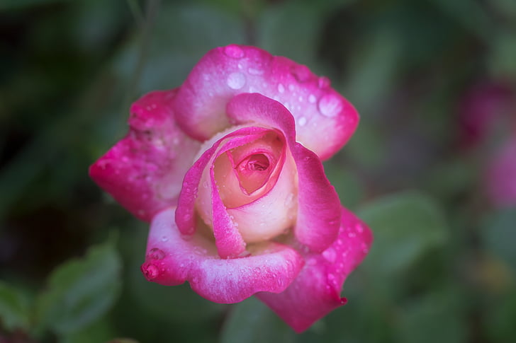 flower, macro, nature, rose, water drops, pink color, petal