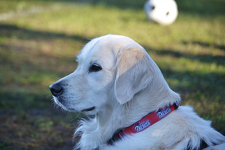 σκύλος, Γκόλντεν Ριτρίβερ, κατοικίδιο ζώο, κυνικός, ζώο, λευκό, εγχώρια