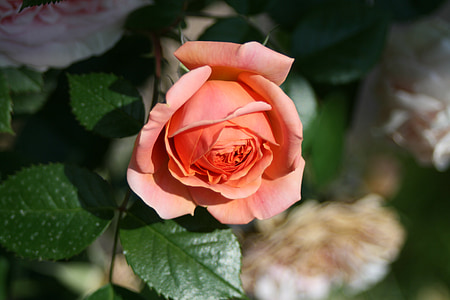 цветок, Роза, вики