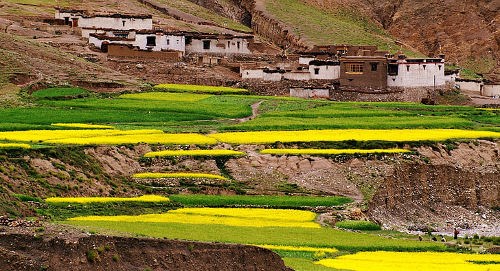 campos, cultura, Tibet