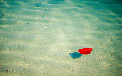 Strand, Entblätterung, Koh chang, Wasser, Oberfläche, Gehen Sie weg, Blütenblatt