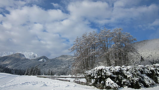 musim dingin, Selandia Baru, pemandangan, sihir musim dingin, bubuk salju, Carinthia, bodental