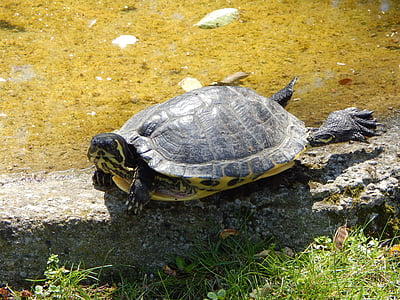 tartaruga, jardim zoológico, água, animal