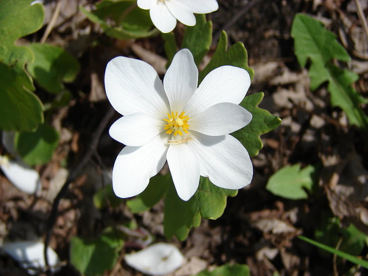 virág, vadon élő, Sanguinaria, canadensis, fehér, tavaszi, természet