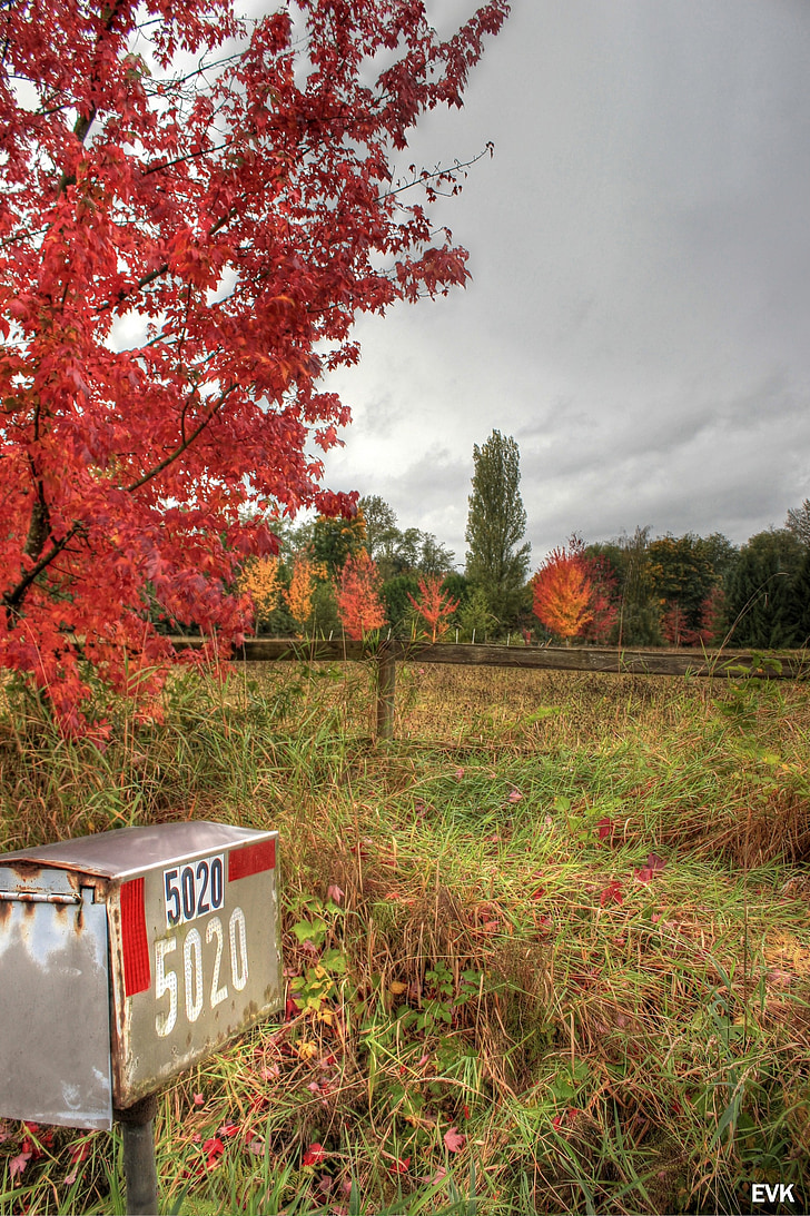 mailbox, nature, red, trees, sky, autumn