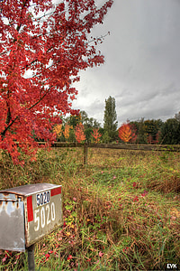 cassetta postale, natura, rosso, alberi, cielo, autunno