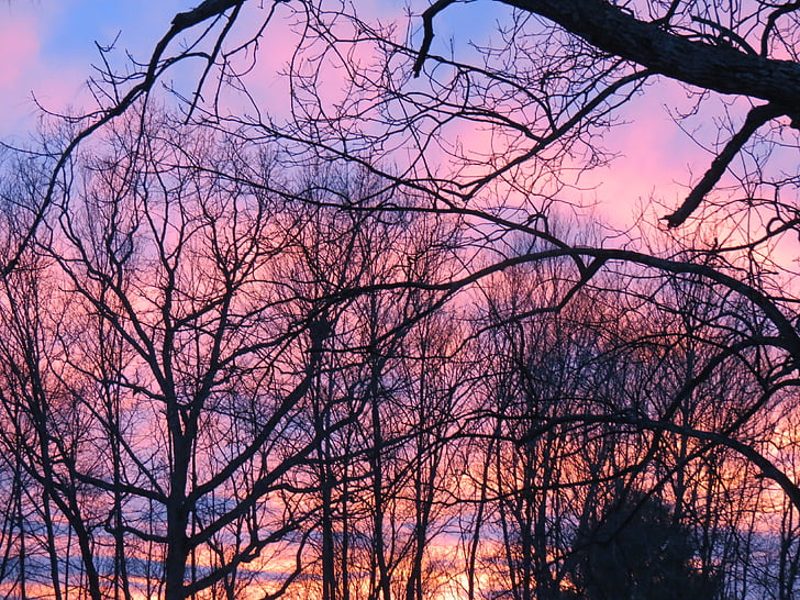 sunset, trees, sky, branches, winter