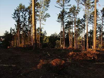 miško, audros padarytos žalos, medienos atliekos, naikinimo, gamtos jėgos, kraštovaizdžio, išnaudojamas
