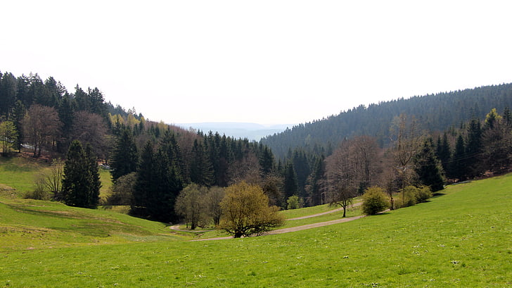 Les, louka, obloha, Příroda, strom, tráva, venku