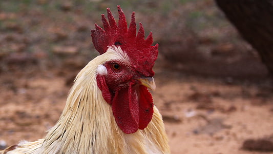 rooster, farm, barnyard, chicken, poultry, cockerel, farm animals