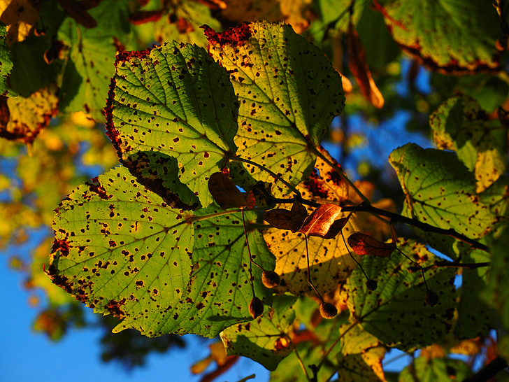 blade, efterår, solrig, farverige, efterår farve, efterår blade, Lime tree