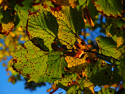 feuilles, automne, ensoleillée, coloré, couleur d’automne, feuillage d’automne, Tilleul