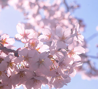 Cherry, musim semi, sinar matahari, kelopak, menunjukkan melalui, lampu latar, langit biru