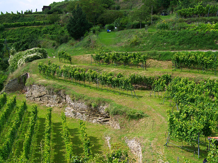 terrace viticulture, krems, austria