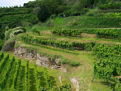 terrace viticulture, krems, austria