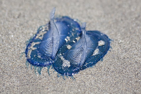 jellyfish, medusae, blue, beach, sand, cnidarian, marine life