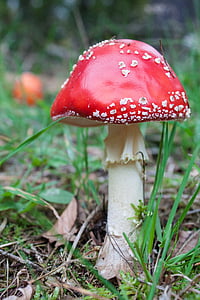 fly agaric, mushroom, red, forest, red fly agaric mushroom, nature, toxic