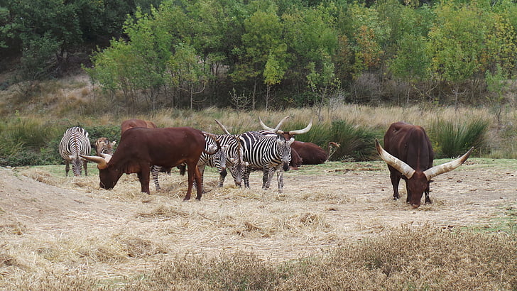 zebry, African reserve, Sigean, ogród zoologiczny, dzikie zwierzęta, zwierzęta afrykańskie
