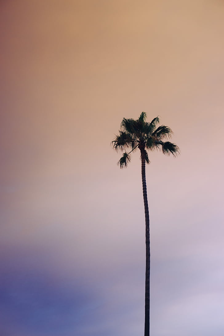 Palm, kokos, træ, natur, udendørs, Sky, Sunset