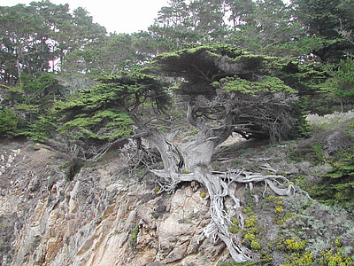 pohon, Monterey, Pantai, aneh, terkena, akar, batu