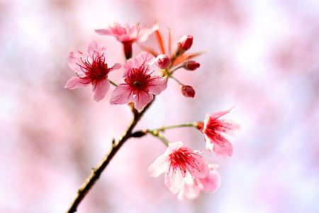 Sakura, bunga, musim dingin, Chiangmai, Thailand, alam, merah muda