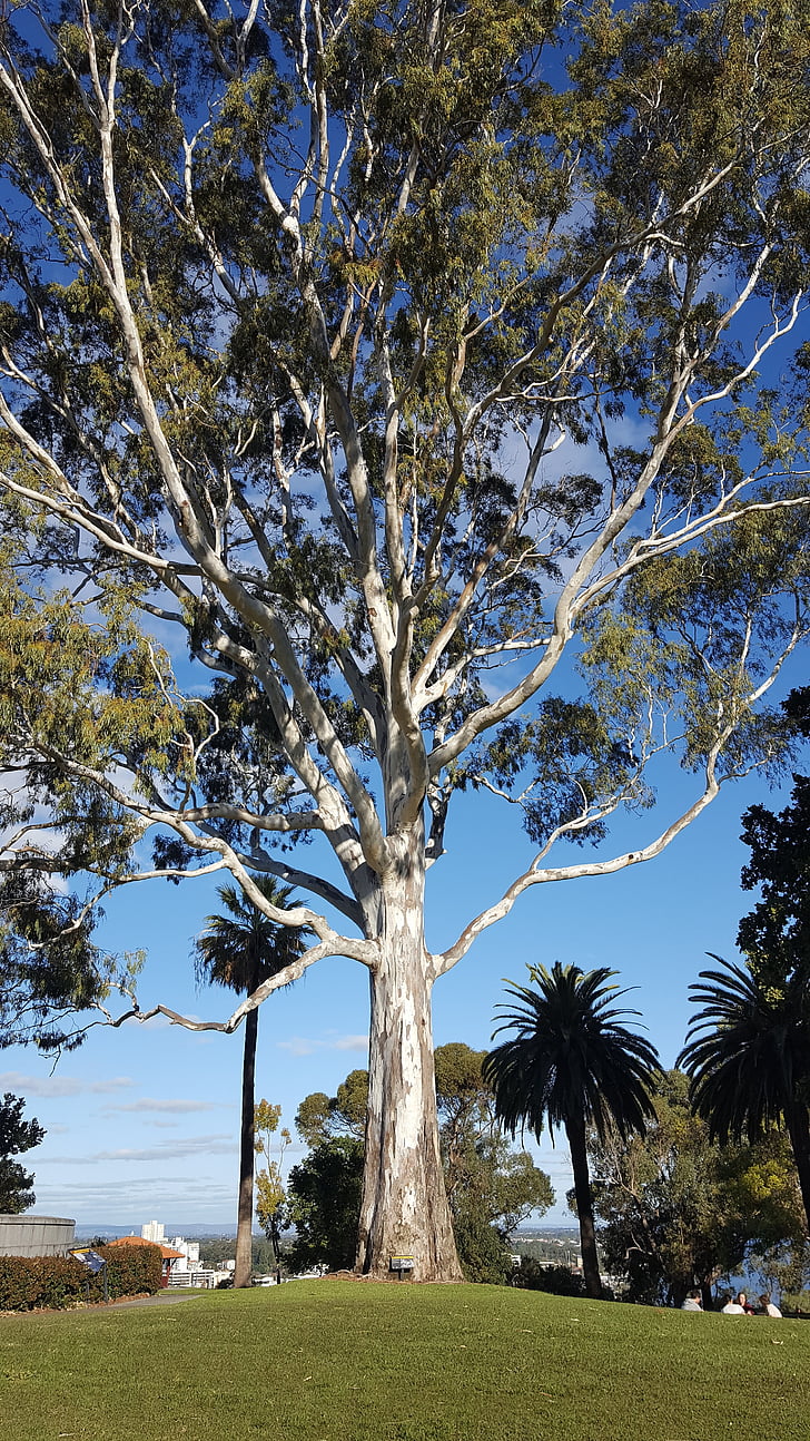 Majestic, Eucalyptus, Taman, lingkungan, alam, kulit putih