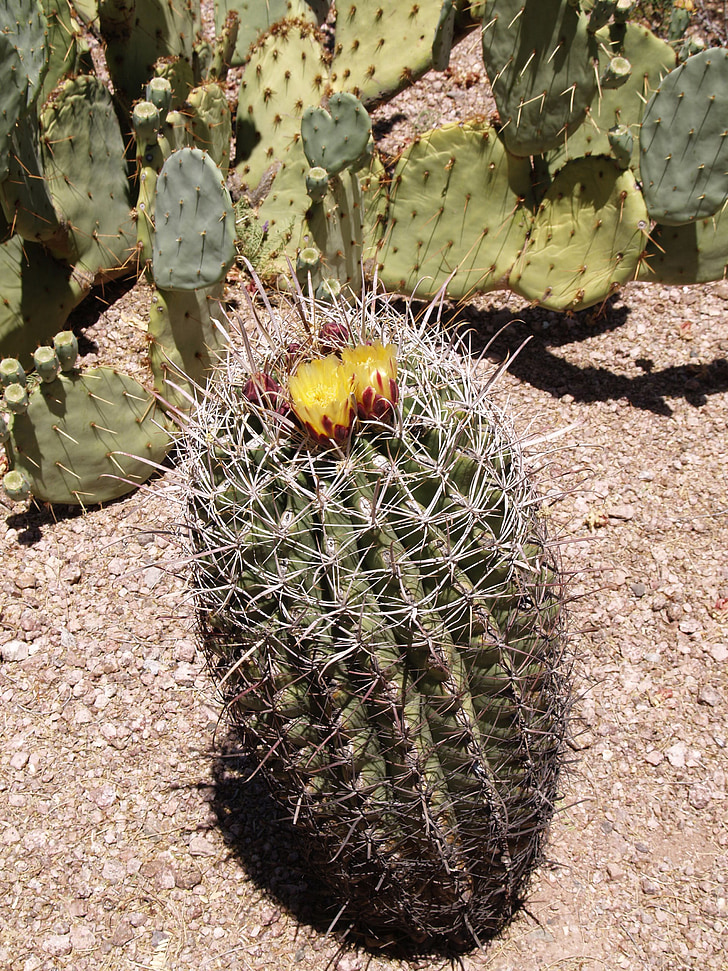 cactus barril, planta, calenta, sec, desert de, l'erosió, Arizona