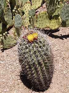 barrel kaktus, taim, kuum, kuiv, Desert, erosiooni, Arizona