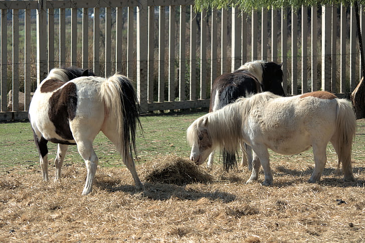 Little Pony, paese, bambini, equitazione, azienda agricola, agricoltura, animale