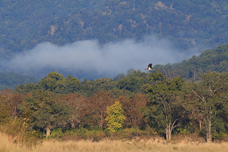 Cicogna nera, foresta nebbiosa, Corbett, India