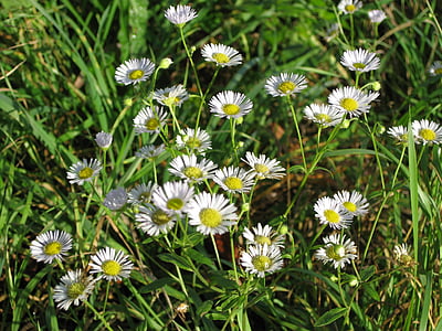 Daisy, bunga liar, putih, bunga, menunjuk bunga, alam, musim panas