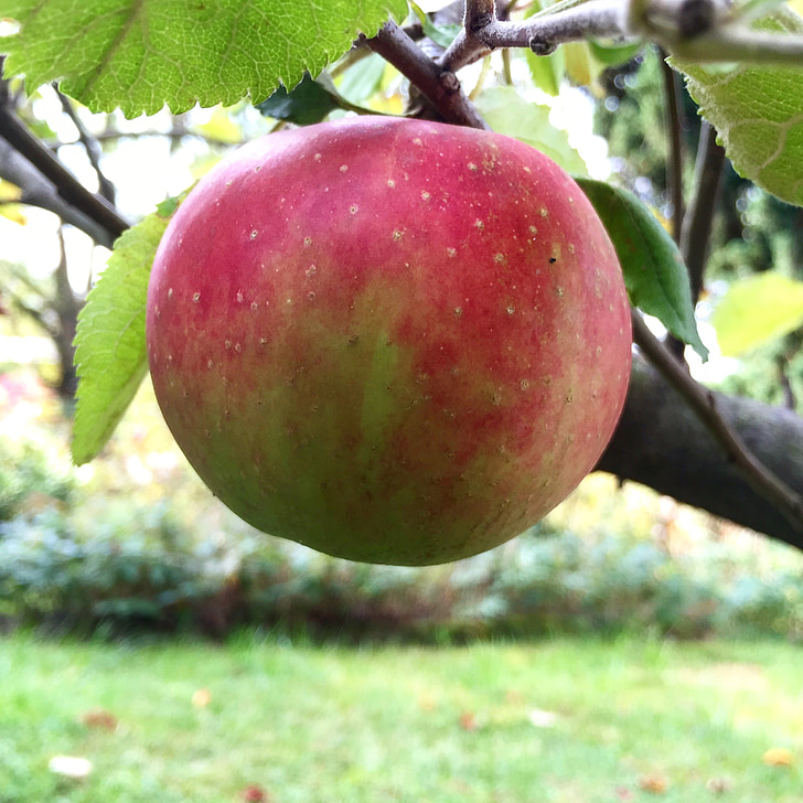 Apple, árbol, delicioso, jardín, árbol de manzana, fruta, rojo