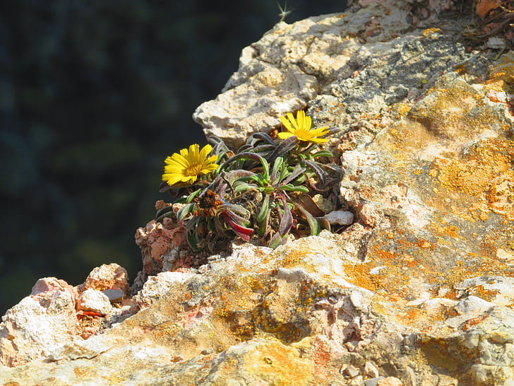 flowers, rock slope, yellow