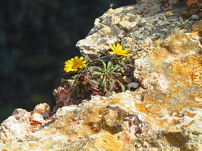 꽃, 바위 사면, 노란색