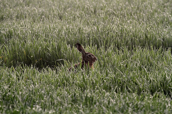 hare, morgentau, daybreak, cornfield, wild animal