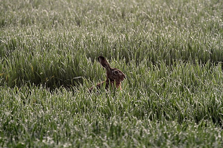 Hare, morgentau, rạng sáng, cornfield, động vật hoang dã