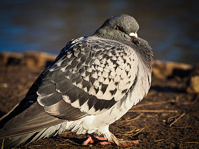 dove, bird, animal, nature, animal world, grey, wildlife photography
