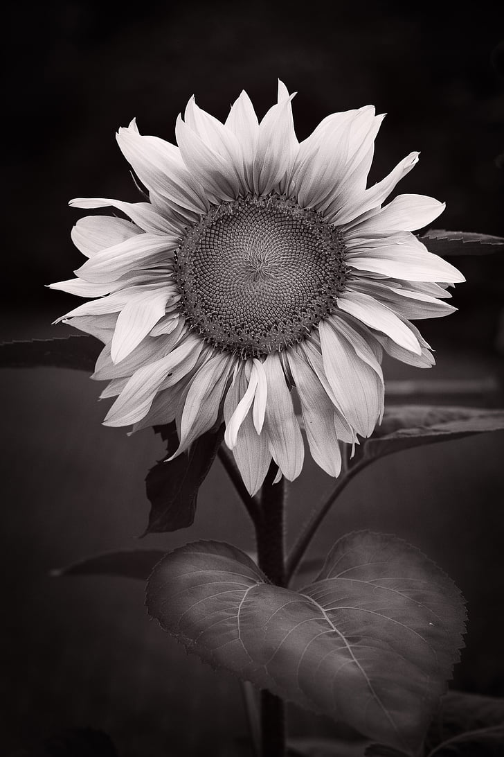 gira-sol, resum, blanc de negre, flor, pètal, fragilitat, flor