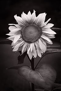 solros, abstrakt, svart vit, blomma, kronblad, bräcklighet, blomman