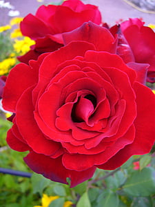 Hoa, màu hồng, rosebush, vĩ mô, thực vật, Sân vườn, Thiên nhiên