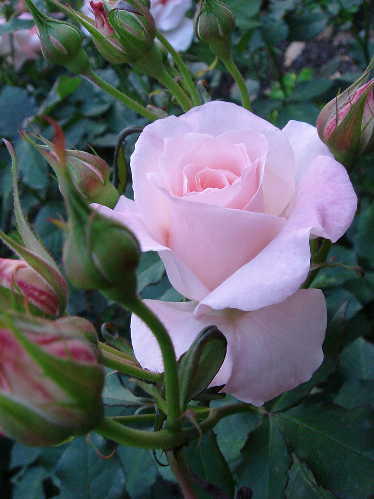 color de rosa, flores, planta