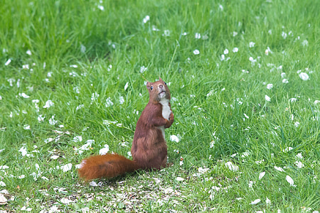 squirrel, expensive, have, natural, denmark, grass, lawn