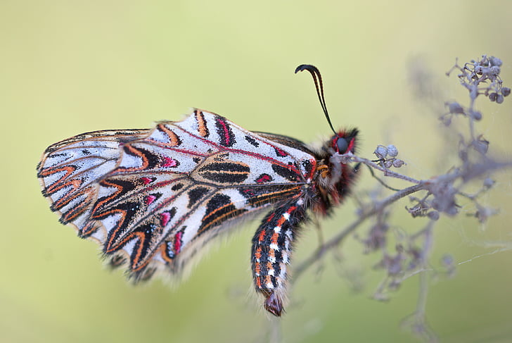 festoon, liblikas, zerynthia polyxena, papilionidae, rüütel, loodus, looma