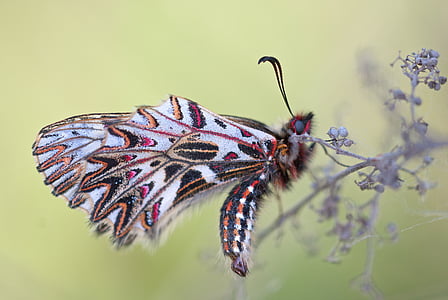 köynnös, perhonen, Zerynthia Polyksene, Papilionidae, Knight, Luonto, eläinten