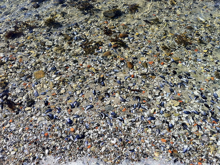 Muscheln, Strand, Meer, Schale, Wasser, Sand, Kiesel