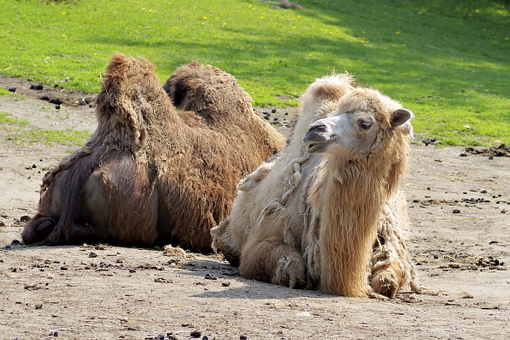 camell, animal, marró, herba, pastius, verd, mamífer
