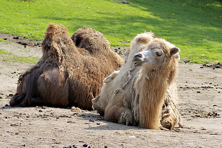 骆驼, 动物, 棕色, 草, 牧场, 绿色, 哺乳动物
