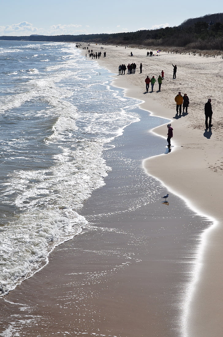 baltic sea, beach, gull, walk, sea, sand, large group of people