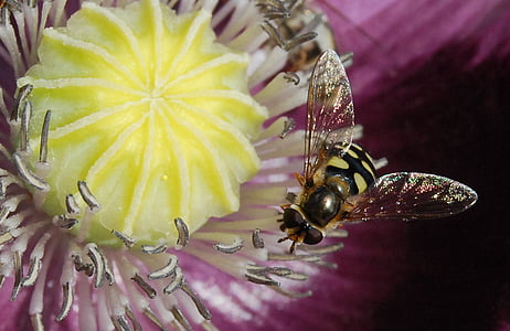 abeja, Hoverfly, volar, insectos, macro, flor, flora